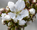 Orchard Blossom 4